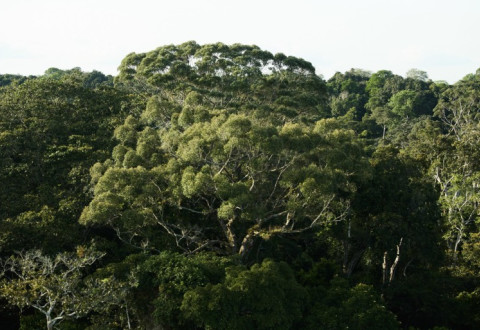 Le Règlement Déforestation de l’UE reporté de 12 mois