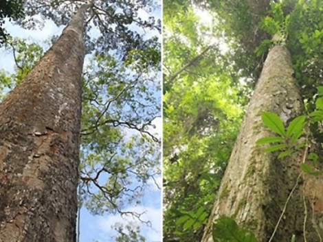 CITES - Convention sur le commerce international des espèces de faune et de flore sauvages menacées d'extinction