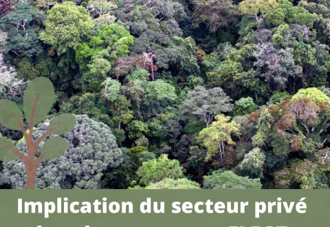 Projets FLEGT-REDD, FLEGT-IP et FLEGT-Certification