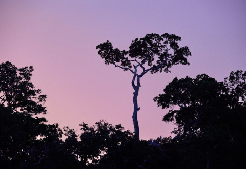 Filière Bois Congo